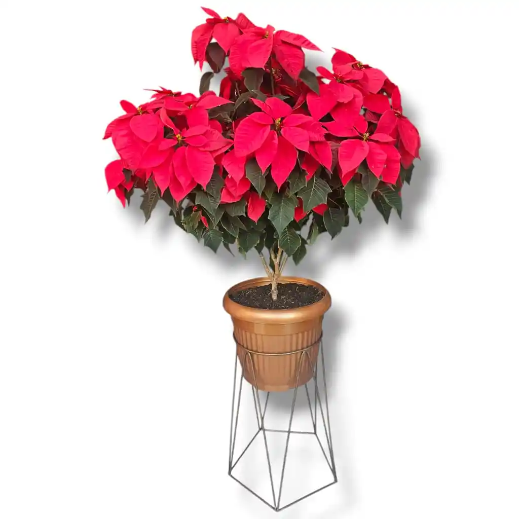 Arbol De Poinsetia Flor De La Navidad Con Base Metalica