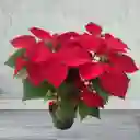 Flor De La Navidad Poinsettia