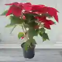 Flor De La Navidad Poinsettia