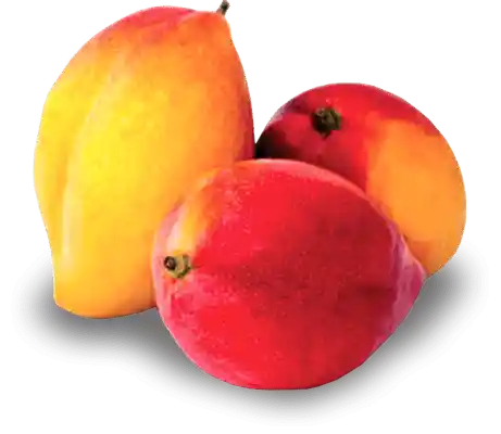 Mango Yulima