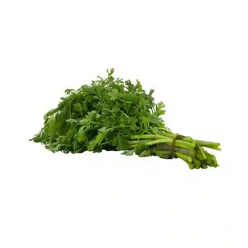 Cilantro