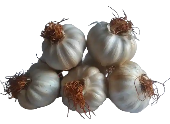 Ajos Criollo