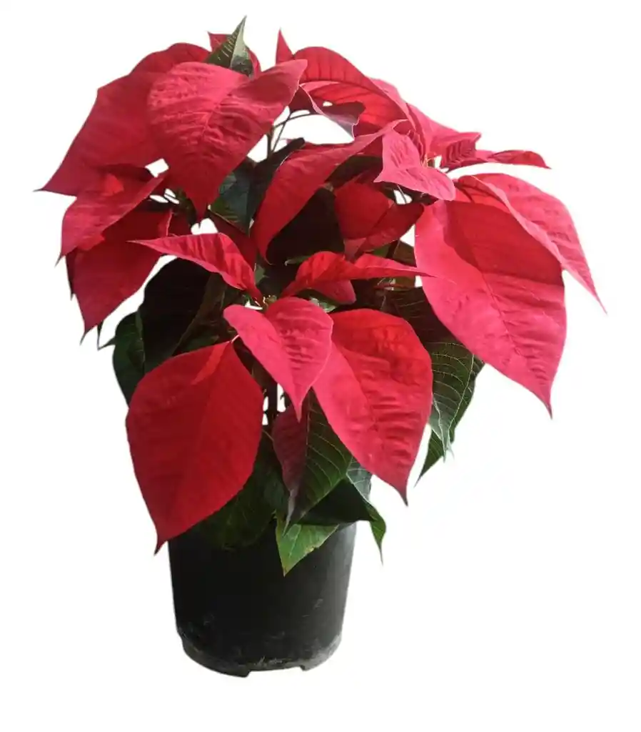 Poinsettias Navideñas