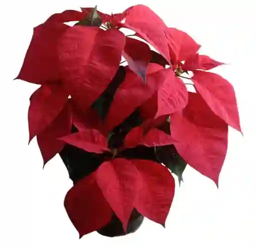 Poinsettias Navideñas