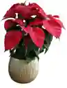 Poinsettia Navideña Con Matera En Ceramica