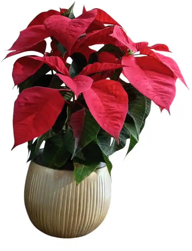 Poinsettia Navideña Con Matera En Ceramica