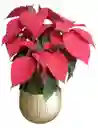 Poinsettia Navideña Con Matera En Ceramica