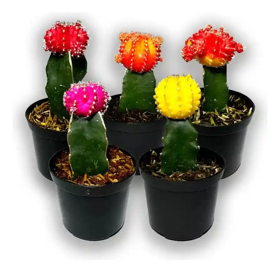 Cactus Injerto Coreano P10