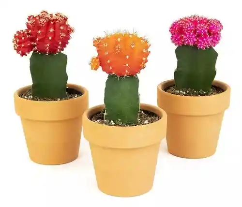 Cactus Injerto Coreano P10