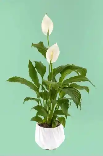 Garza / Cuna De Moisés / Spathiphyllum