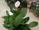 Garza / Cuna De Moisés / Spathiphyllum