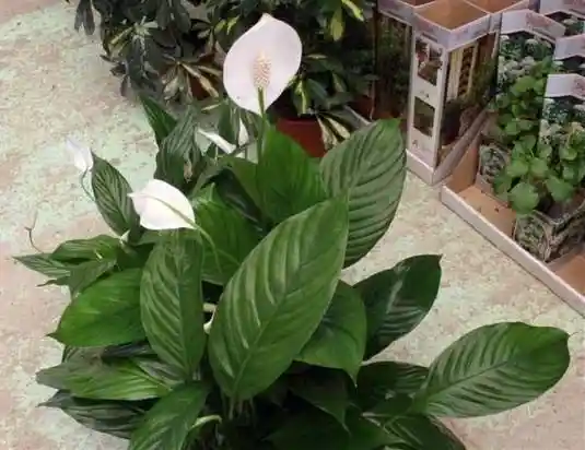 Garza / Cuna De Moisés / Spathiphyllum