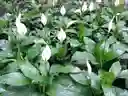 Garza / Cuna De Moisés / Spathiphyllum