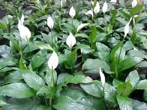 Garza / Cuna De Moisés / Spathiphyllum