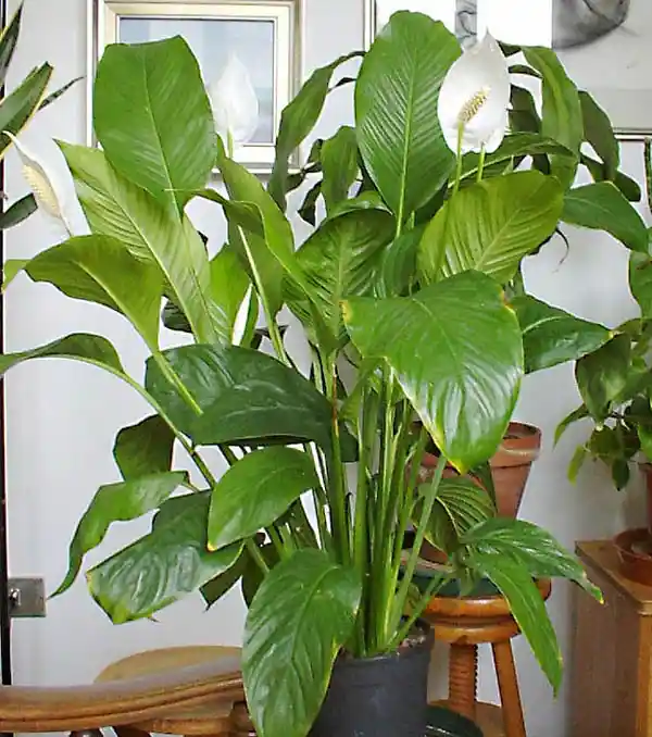 Garza / Cuna De Moisés / Spathiphyllum