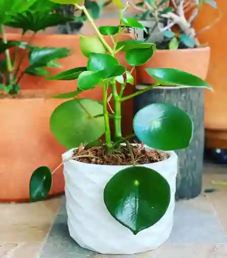 Peperomias, Plantas De Interior Cucharita
