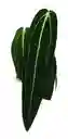 Anthurium Warocqueanum - Reina Anturio