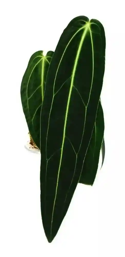 Anthurium Warocqueanum - Reina Anturio