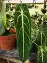 Anthurium Warocqueanum - Reina Anturio