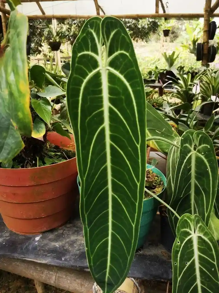 Anthurium Warocqueanum - Reina Anturio