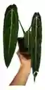 Anthurium Warocqueanum - Reina Anturio