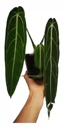 Anthurium Warocqueanum - Reina Anturio