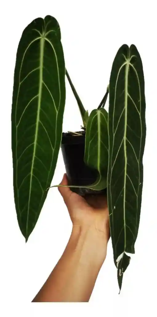 Anthurium Warocqueanum - Reina Anturio
