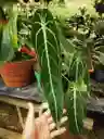 Anthurium Warocqueanum - Reina Anturio