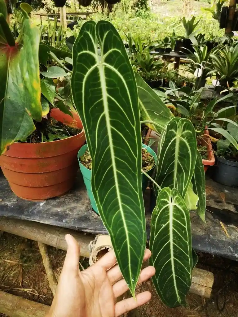 Anthurium Warocqueanum - Reina Anturio