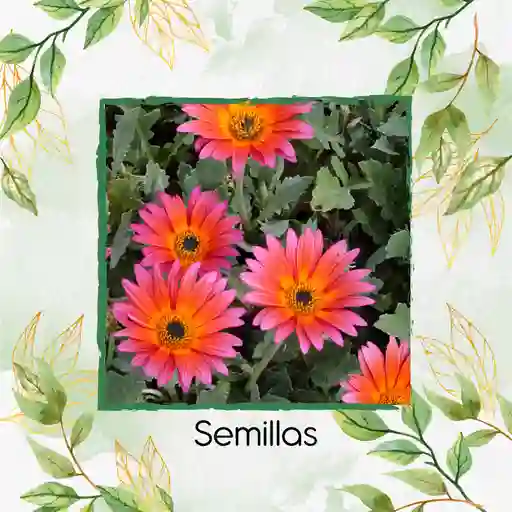 35 Semillas Orgánicas De Flor Margarita Africana Mix
