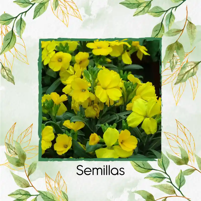 50 Semillas Orgánicas De Flor Alhelí Amarilla