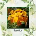2.000 Semillas Orgánicas De Flor Alhelí Amarilla