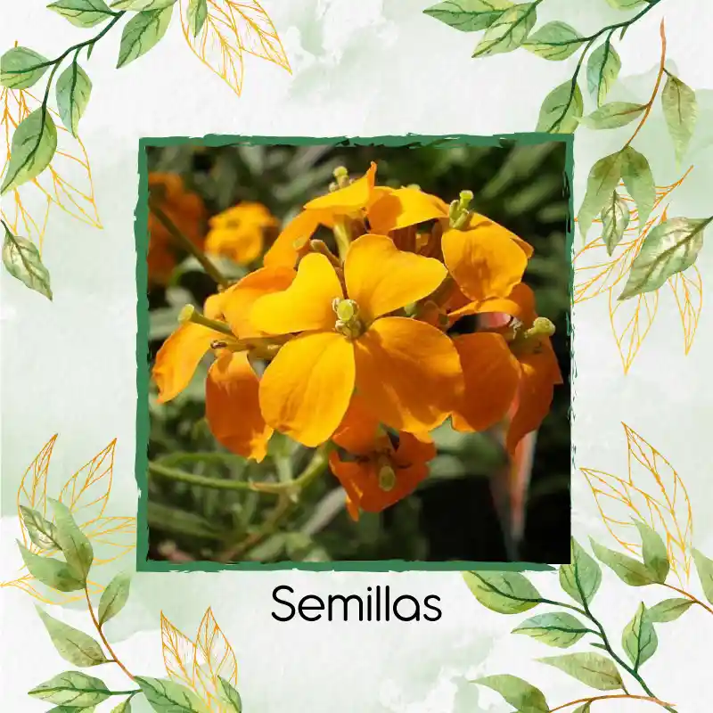 2.000 Semillas Orgánicas De Flor Alhelí Amarilla