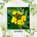 2.000 Semillas Orgánicas De Flor Alhelí Amarilla