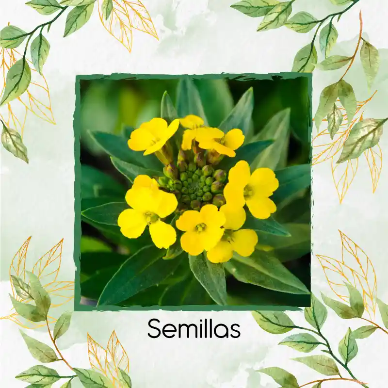 2.000 Semillas Orgánicas De Flor Alhelí Amarilla