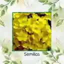 25 Semillas Orgánicas De Flor Aliso Amarillo