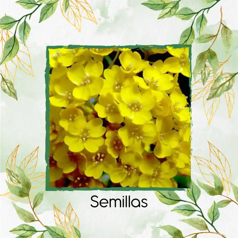 25 Semillas Orgánicas De Flor Aliso Amarillo