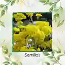 25 Semillas Orgánicas De Flor Aliso Amarillo