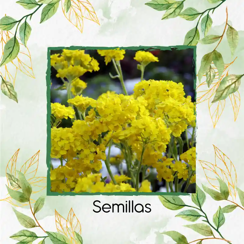 25 Semillas Orgánicas De Flor Aliso Amarillo