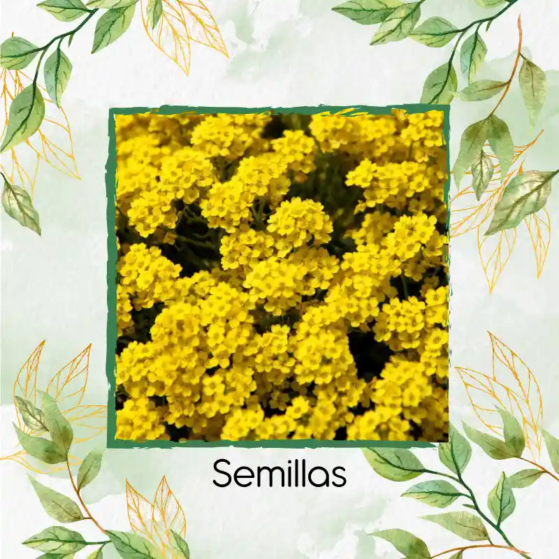 50 Semillas Orgánicas De Flor Aliso Amarillo