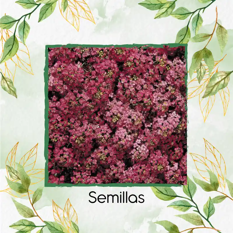 50 Semillas Orgánicas De Flor Aliso Rosa