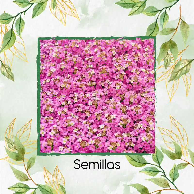 50 Semillas Orgánicas De Flor Aliso Rosa