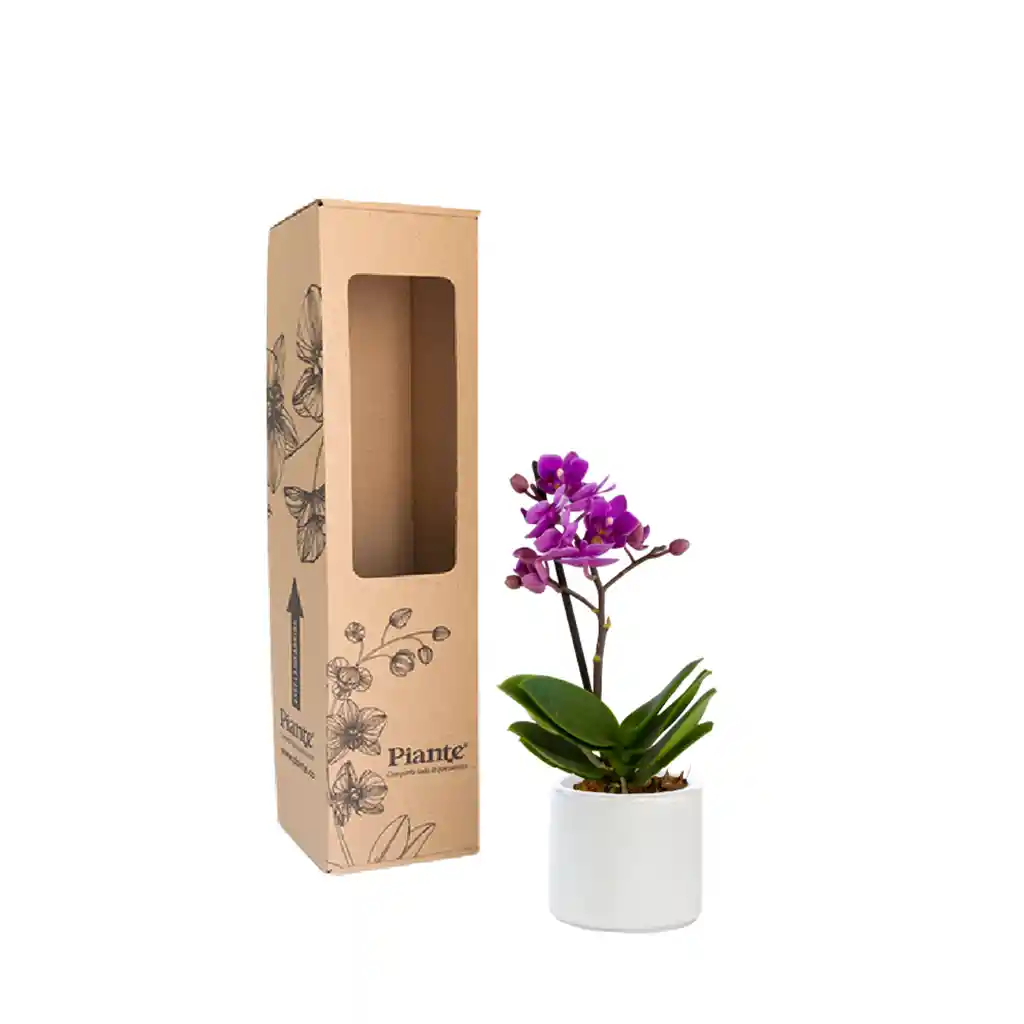 Orquídea Mini Premium Morado Bogota En Matera Cerámica