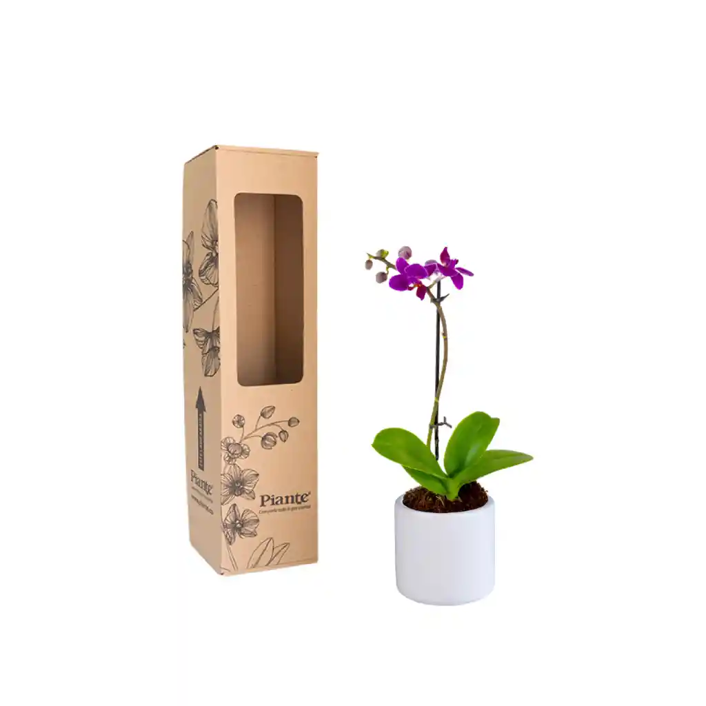 Orquídea Mini Premium Morado Queenstone En Matera Cerámica