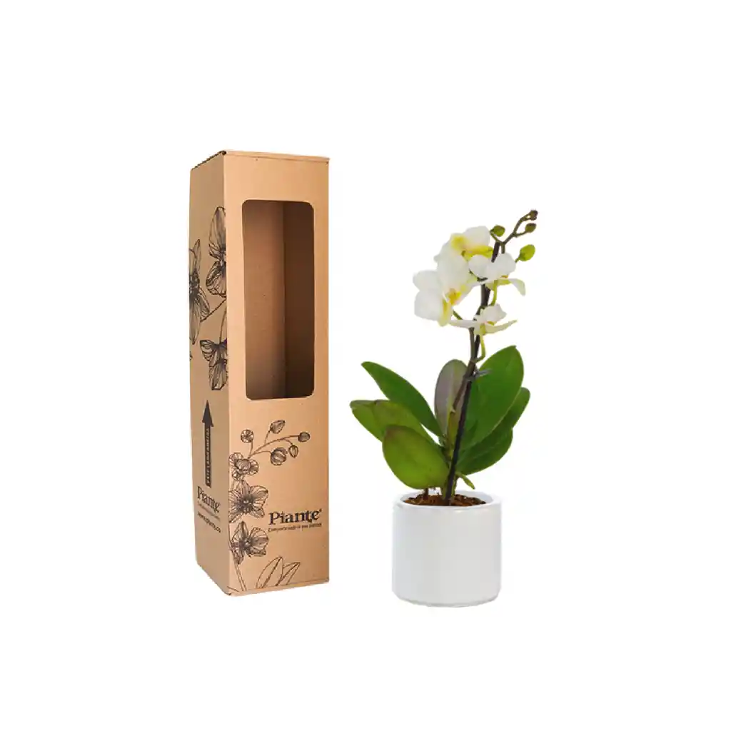 Orquídea Mini Premium Blanco Zurich En Matera Cerámica