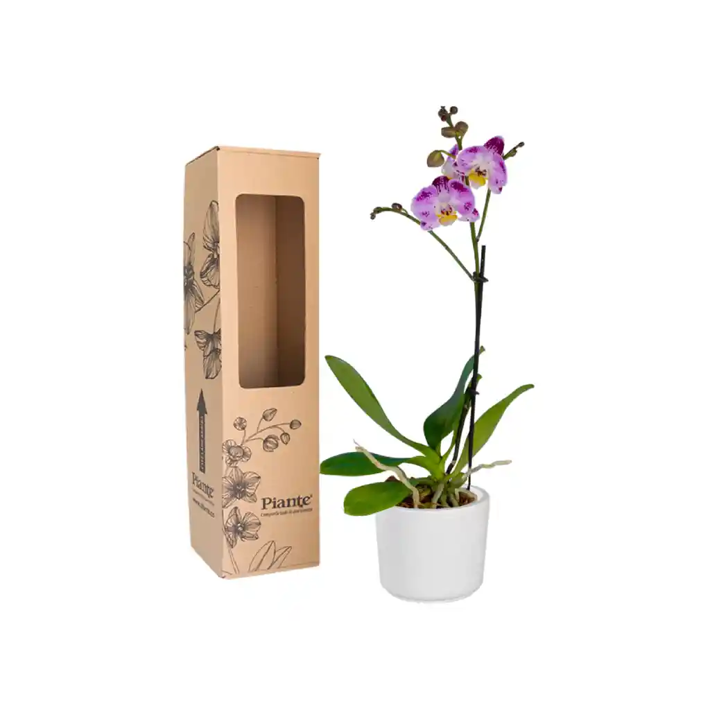 Orquídea Midi Premium Exotica Bubbles En Matera Cerámica