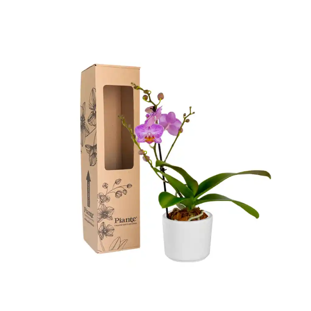 Orquídea Midi Premium Morado Honeybee En Matera Cerámica