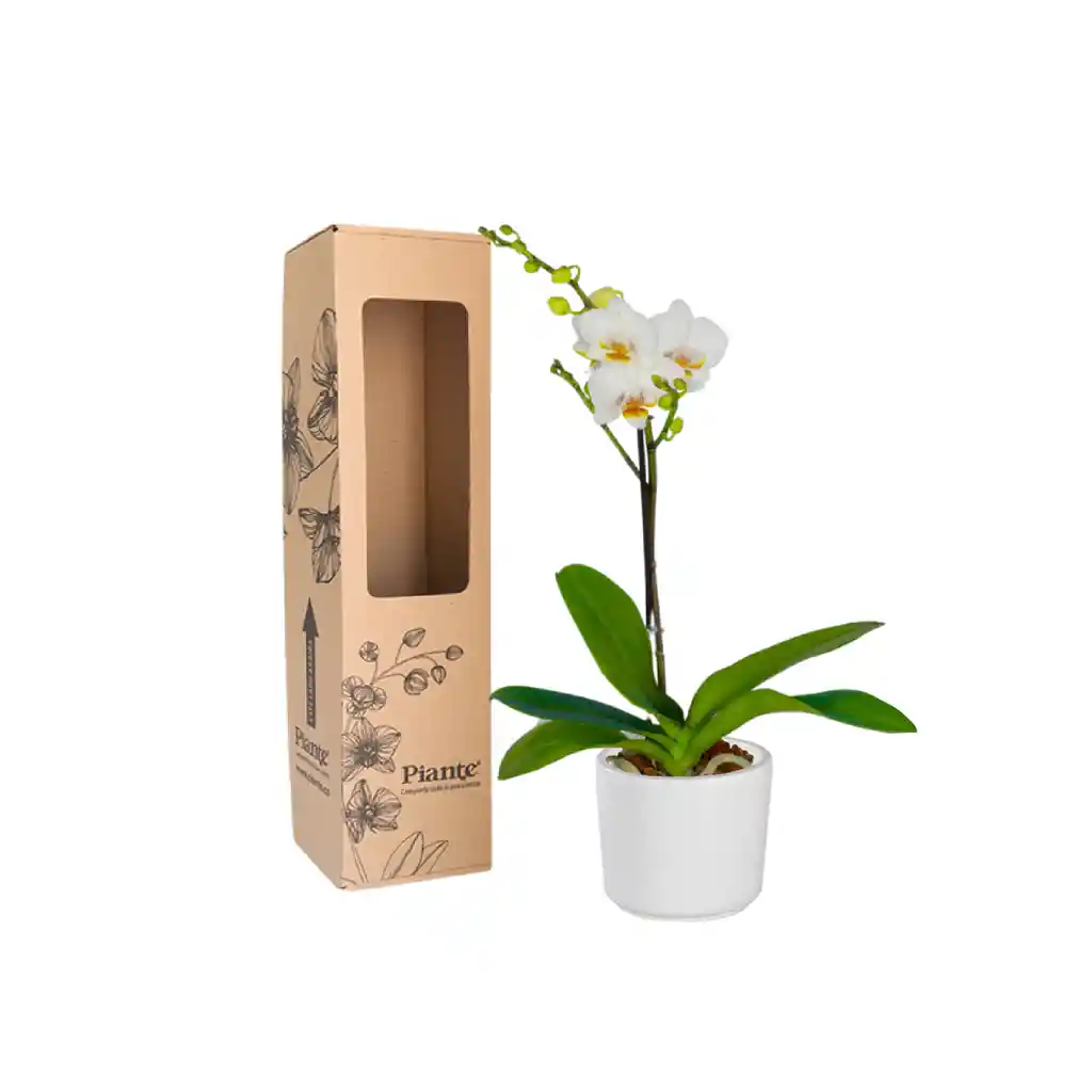 Orquídea Midi Premium Blanco Fara En Matera Cerámica