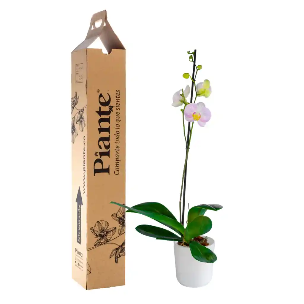 Orquídea Grandi Premium Rosado Timon En Matera Cerámica