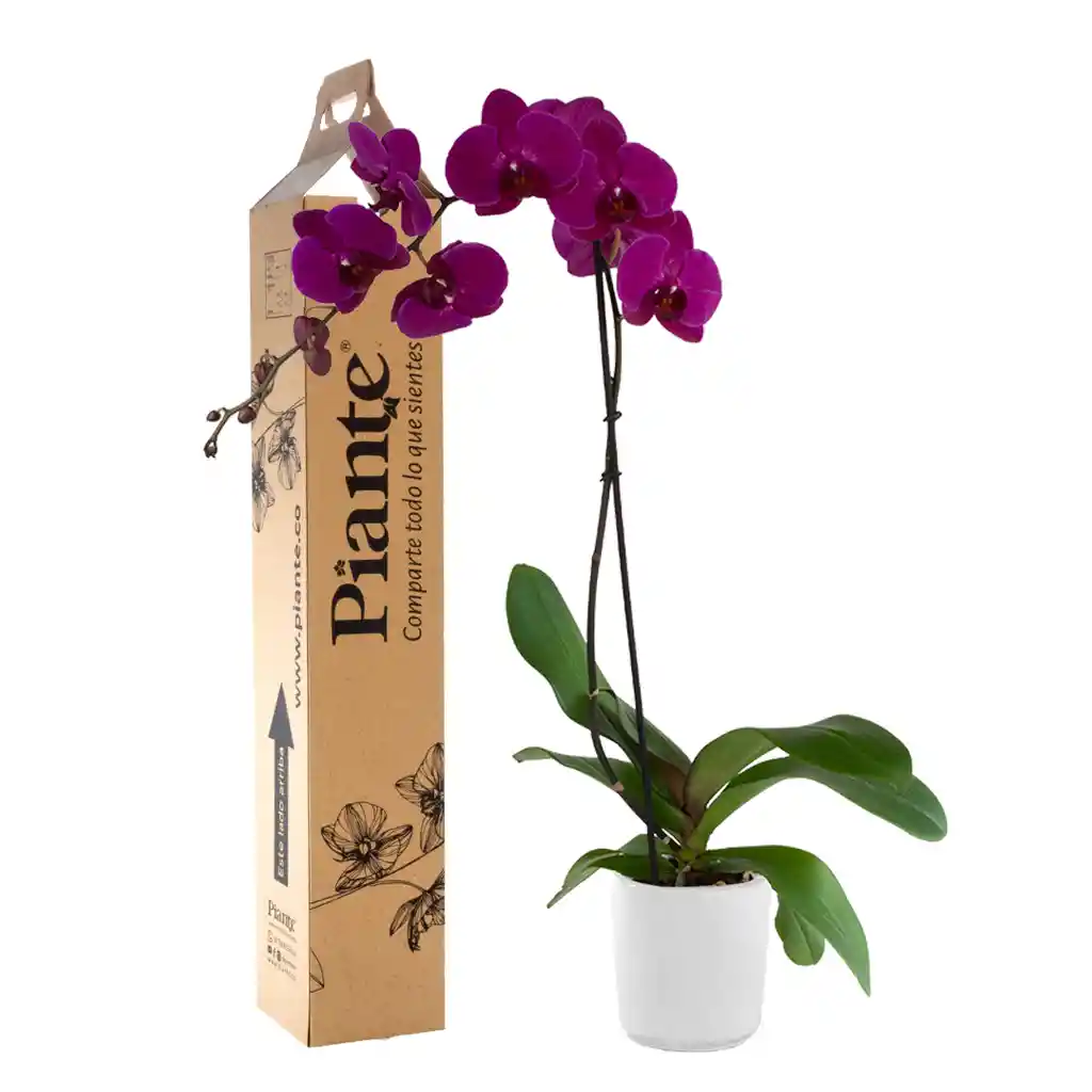 Orquídea Grandi Premium Morado Stellenbosch En Matera Cerámica